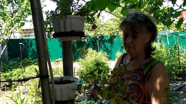Творожная шарлотка / Виноград который уже едим смотреть онлайн