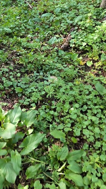 Нашёл поляну грибов в лесу. Что за грибы? смотреть онлайн