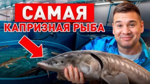 Как вырастить рыбу весом в ТОННУ? | Разведение стерляди, осетра, форели | Своя еда |Рыбное хозяйство