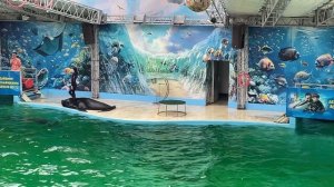 Шоу с морскими животными. Дельфинарий