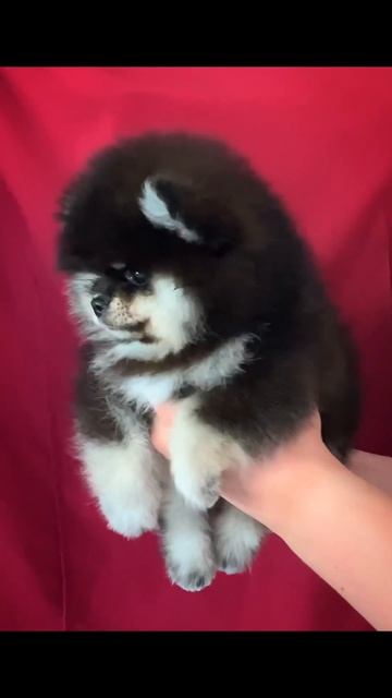 🌹«UITNI NICE ROSE»🌹  Девочка.Д.р.8 марта #pomeranian#купитьшпица #шпиц#щенокшпица #померанскийщпиц