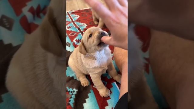 Корма бренда «Nature’s Protection» помогут щенку сформировать крепкий иммунитет и расти здоровым ❤️