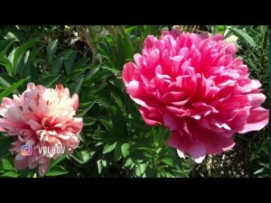 Пион ЛОРЕЛЕЙ  Paeonia LORELEI: обзор, описание, цветение, отзыв