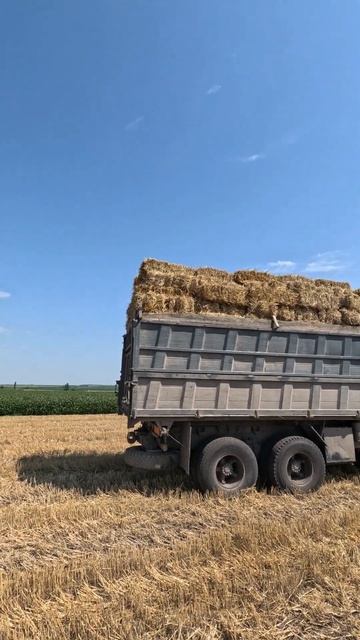 Камаз #shorts #short #shortsvideo #shortvideo