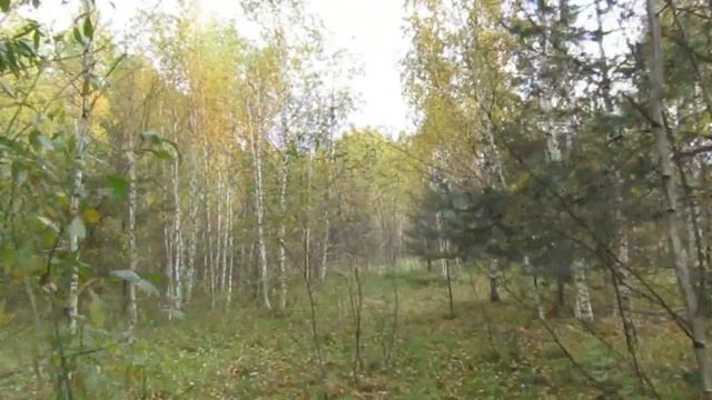 Дорофеевские этюды (осень)