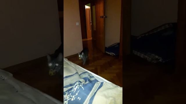 Котособака смотреть онлайн