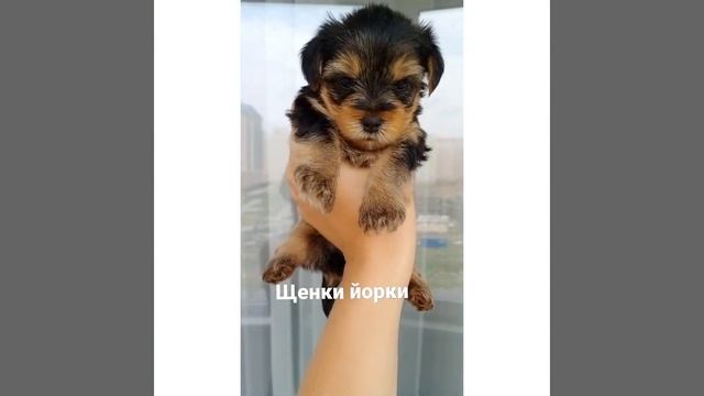 Щенки йорки, стандарт. Родились 14 июня 2021 г. смотреть онлайн