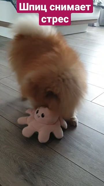 Шпиц снимает стрес/Spitz relieves stress #шпиц #Pomeranian #собака #померанскийшпиц смотреть онлайн