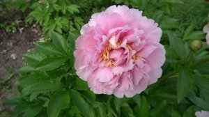 Пион ЛИЛИ энд ЛЕО –Lili &Leo (Клем/Клозе, 2008,США/Германия).