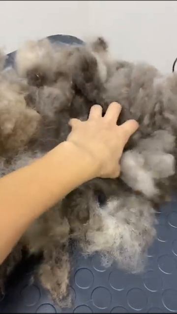 Шпиц💜 смотреть онлайн