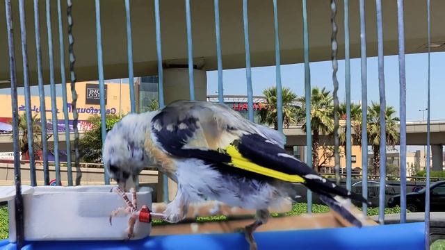 Basics Of Training Goldfinch To Song Motivational Steps For Beginners