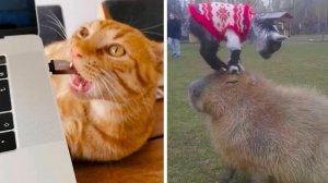 Животные, у которых совесть взяла отпуск!