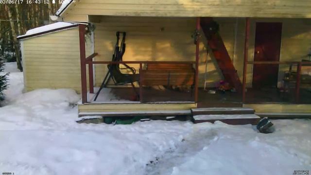 Зимняя жизнь дачных котов (Live)