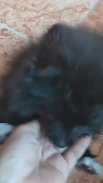 7:30 ⏰ #шпиц #собака #животные ДОБРОЕ УТРО, СОСЕДИ!🤣 смотреть онлайн