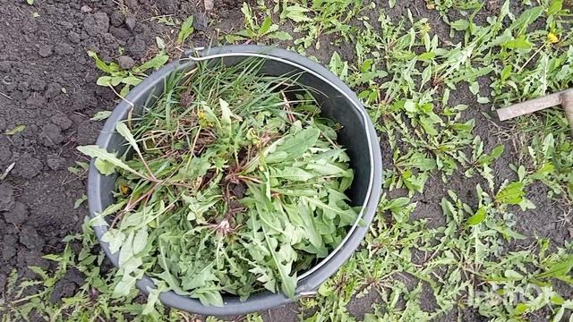 Одуванчики в саду смотреть онлайн