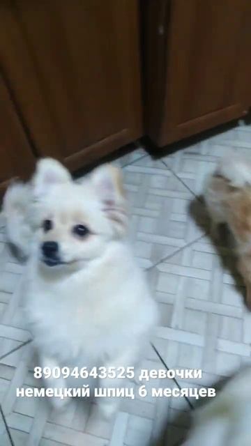 щенки немецкого шпица девочки 6 мес. смотреть онлайн