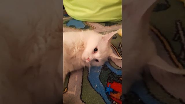 видео про снежка он меня кусал смотреть онлайн