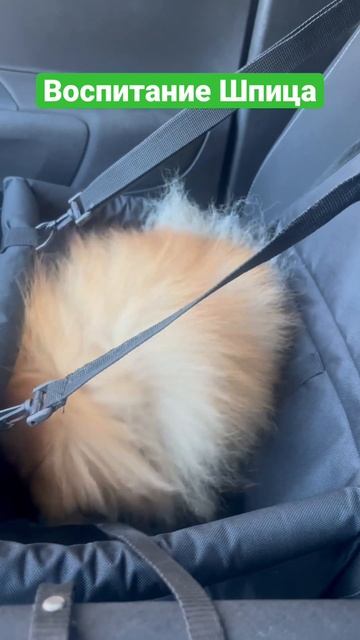 Воспитание Шпица #pets #lovedogs #природа #dog #pomeranian #shpitz смотреть онлайн