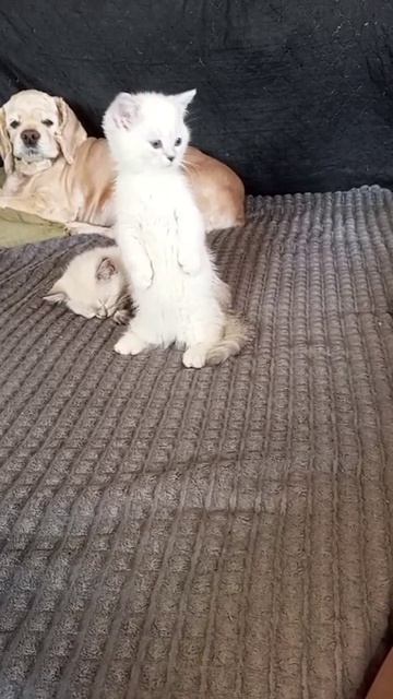 ПОРОДНАЯ ОСОБЕННОСТЬ КОТЯТ МАНЧКИН смотреть онлайн