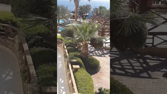 Queen Sharm Resort 4* номер 6209 стандарт, 2 этаж. 2 береговая линия. Sharm El Sheikh