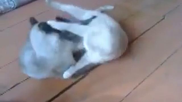 Удар ниже пояса)))) Смотреть до конца. смотреть онлайн