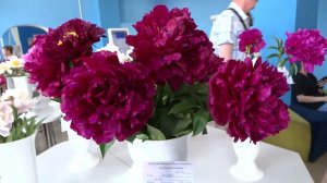 Выставка пионов 2022г в Великом Новгороде.Пионы отечественной селекции