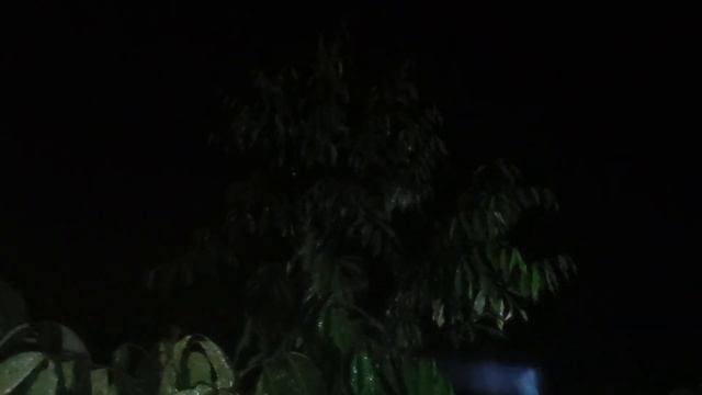 Cara Mengatasi Hama Pada Pohon Durian paling efektif#durian смотреть онлайн