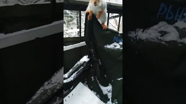 Рыжик#animals#животные#белка#squirrel