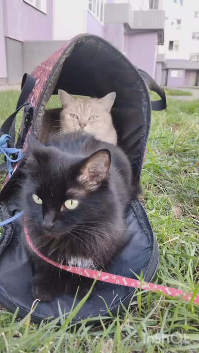 Надела ролики детей. Это так сложно совладать со скоростью и ноги всё время в напряжении. смотреть онлайн