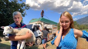 НАЧАЛСЯ ТУРЕЦКИЙ TРEШ! Чистка участка от металла! Продаю овец главному пастуху всей деревне