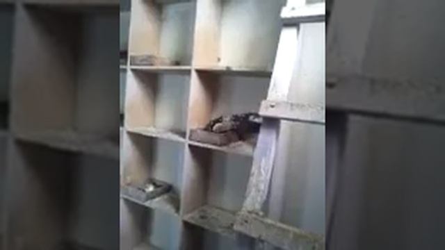 Голуби торцовые г.балта смотреть онлайн