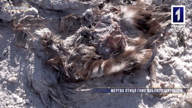 Без коментарів: мертва птиця гниє поблизу Широкого смотреть онлайн