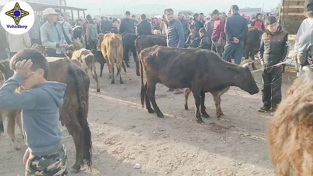 МОЛБОЗОРИ ЁВОН (Яван) нарх БИЗНЕС #бизнес #развитие #vohidboy