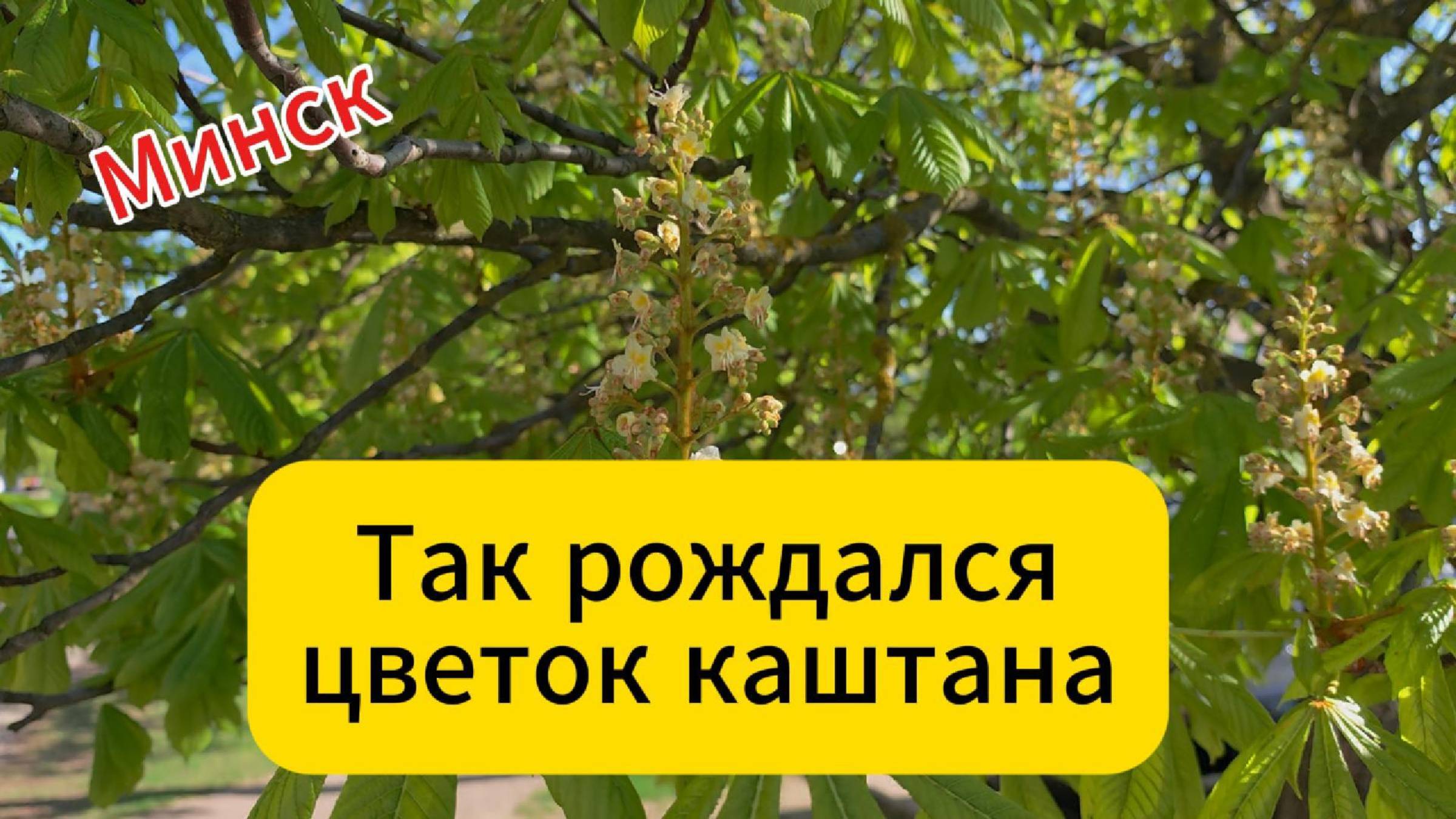 Минск. Так рождался цветок каштана смотреть онлайн