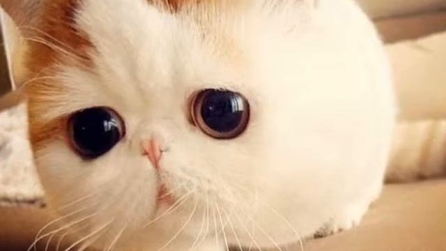 Котэ смотреть онлайн