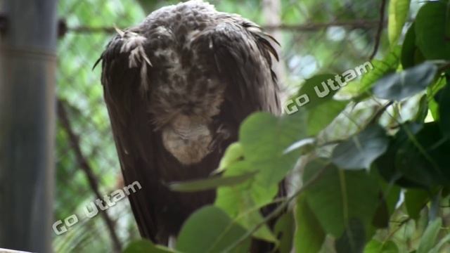 Nandankanan | 2nd Largest Zoo In India | #odiavlog