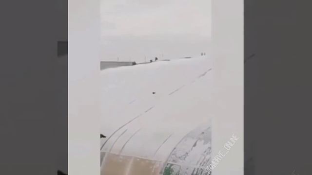 Какие же умные: приморцы обсуждают зимние забавы пернатых смотреть онлайн