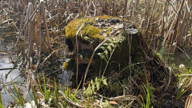 Живое видео  № 28. Смотри и отдыхай.