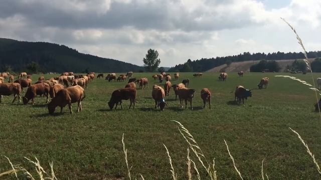 Мир Калабрии, Италия смотреть онлайн