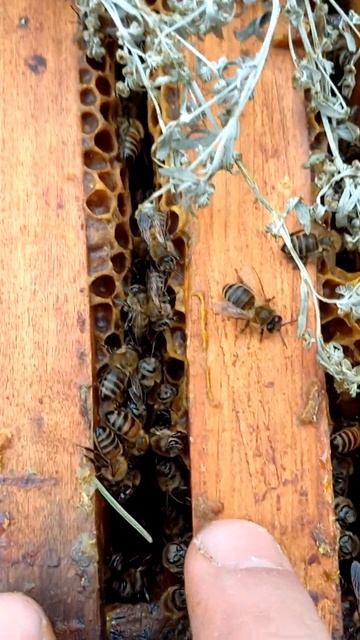 Какое должно быть расстояние между рамками когда пчелы зимуют смотреть онлайн