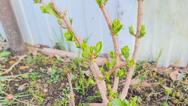 Морозное утро в саду 26 апреля. смотреть онлайн