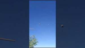 Голуби СВГ Петренко Владимира Николаевича станица Староминская