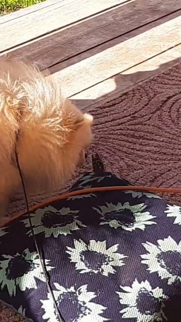 Фёрби и бабочка