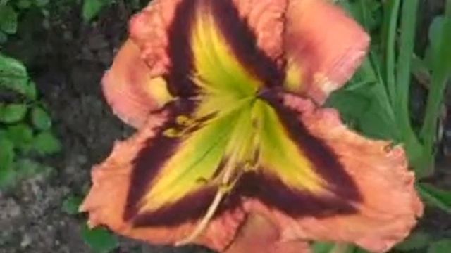 Лилейник daylily AWESOME PRISM смотреть онлайн