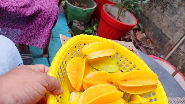 Easy growing carambola or star fruit.. смотреть онлайн