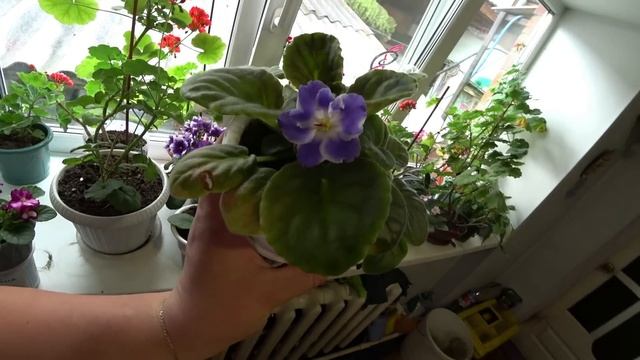 Треснул кочан капусты. Свиные ребра. Замалосолила огурцы. Фиалки. Арбуз. Салат. Кормим корову хлебо