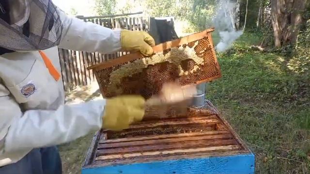 4 Августа пчеловодство,сколько же меда принесла нам семейка? смотреть онлайн