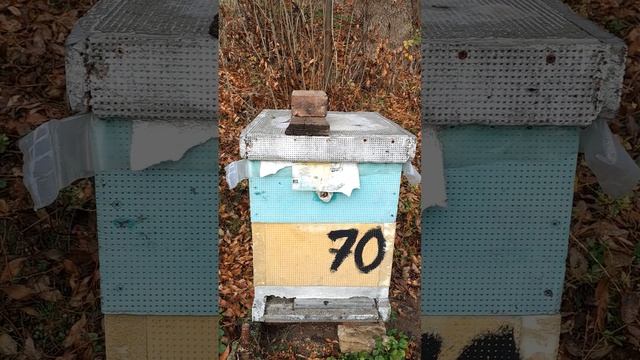 Чи перезимують  бджоли  на повномедних  рамках?.