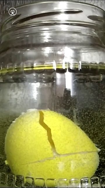 Черепаха 🐢 вылупилась из яйца смотреть онлайн