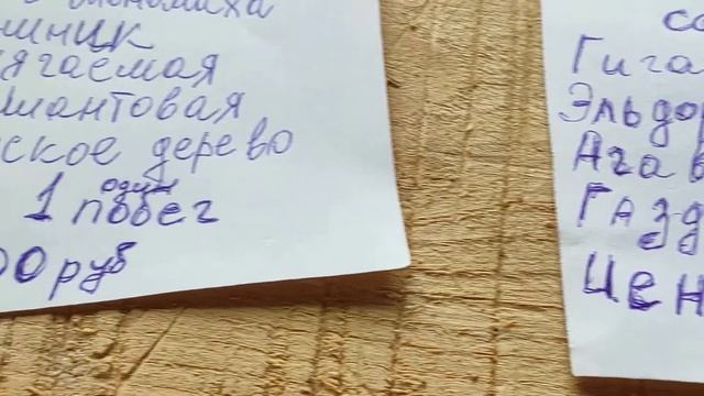 Как растут Томаты и другие в Одинцово растения на огороде Дневник видео каждый день мой огород смотреть онлайн